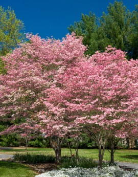 Pruning+ivory+halo+dogwood+shrub