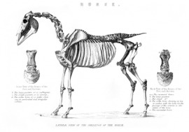animal endoskeleton
