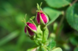 Flower Examples