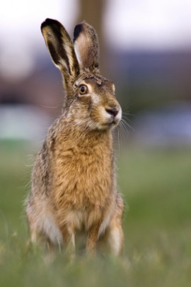 Hare Meaning