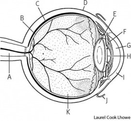 Eye Science