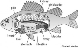 fish examples