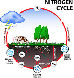 Nitrogen Cycle Examples