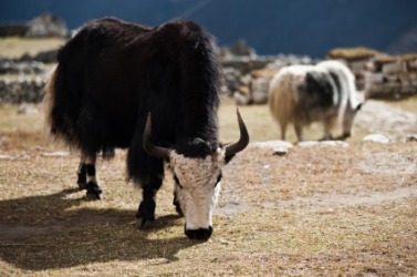 Yak dictionary definition | yak defined