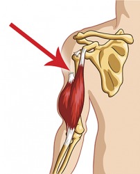 Sinew dictionary definition | sinew defined