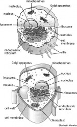 Cell dictionary definition | cell defined