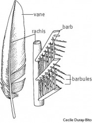 Feather dictionary definition | feather defined