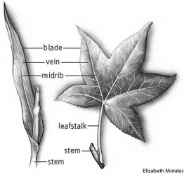 Leaf Dictionary Definition Leaf Defined