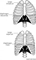 Respiration dictionary definition | respiration defined