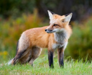 Fox Dictionary Definition Fox Defined