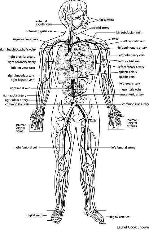 Labeled Diagram Of Circulatory System - vrogue.co