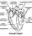 Heart dictionary definition | heart defined